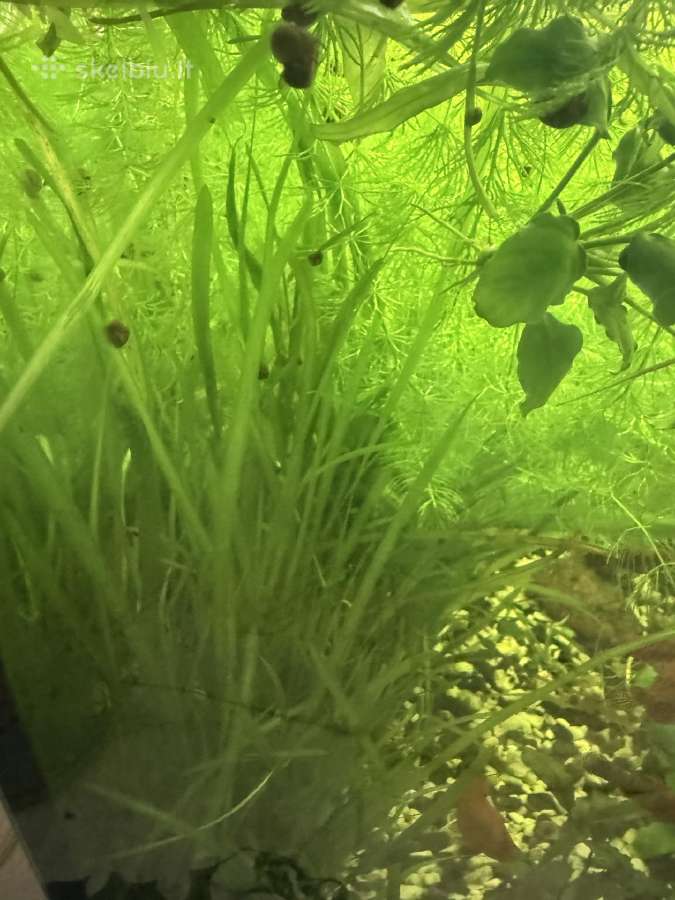 Keiciu augalus i mailiu, krevetes, parduodu - nuotraukos Nr. 4