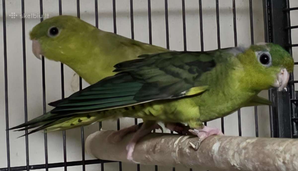 Papugos