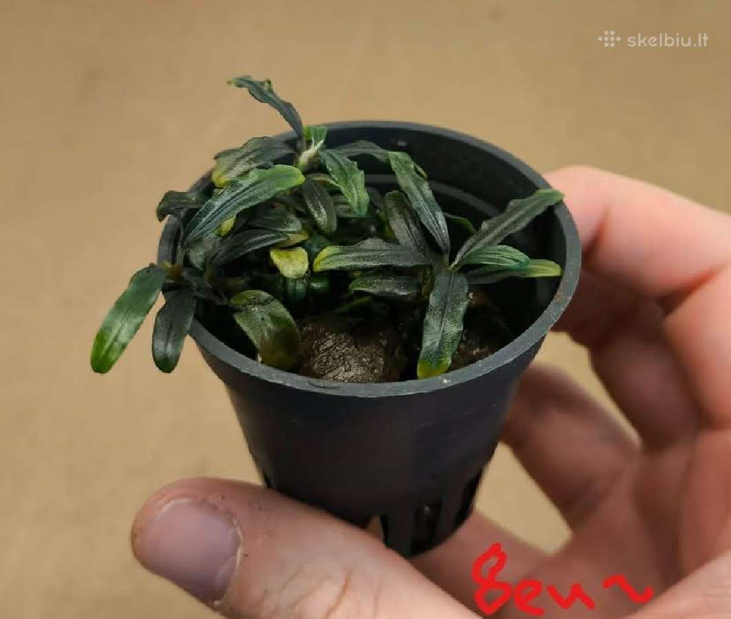 Akvariumo augalas Bucephalandra