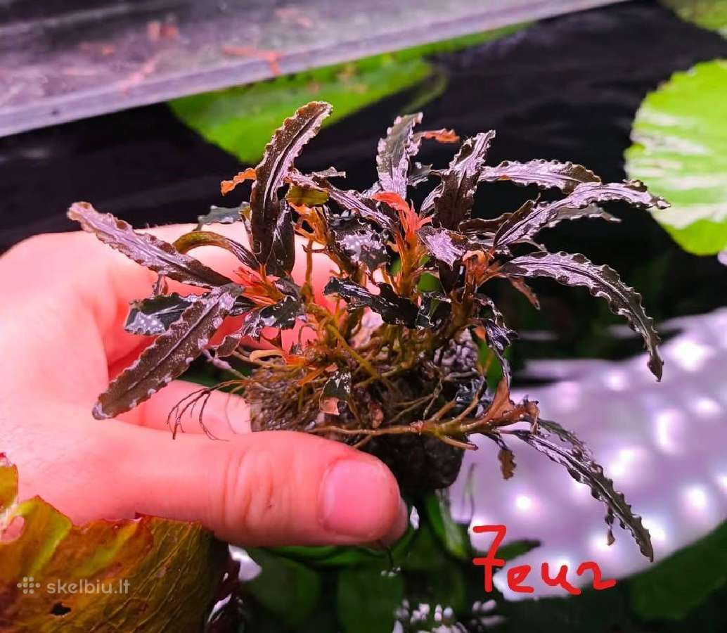 Akvariumo augalas Bucephalandra - nuotraukos Nr. 2