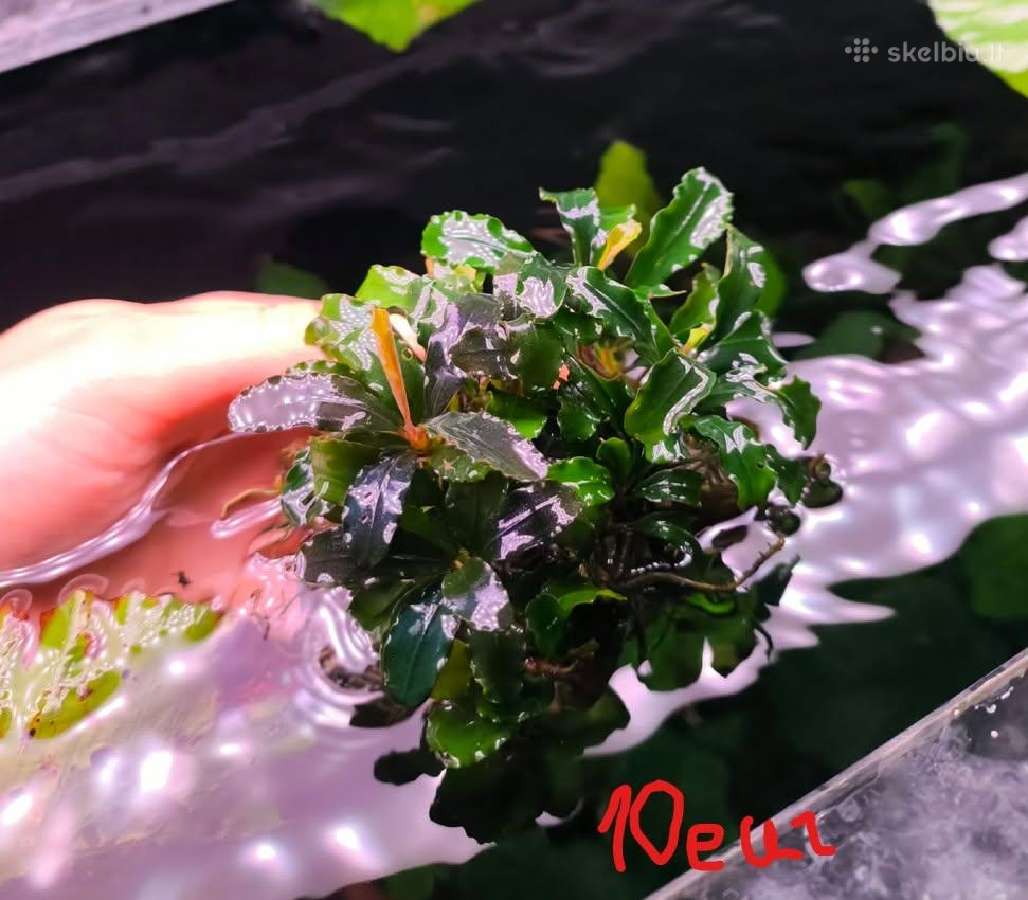 Akvariumo augalas Bucephalandra - nuotraukos Nr. 3