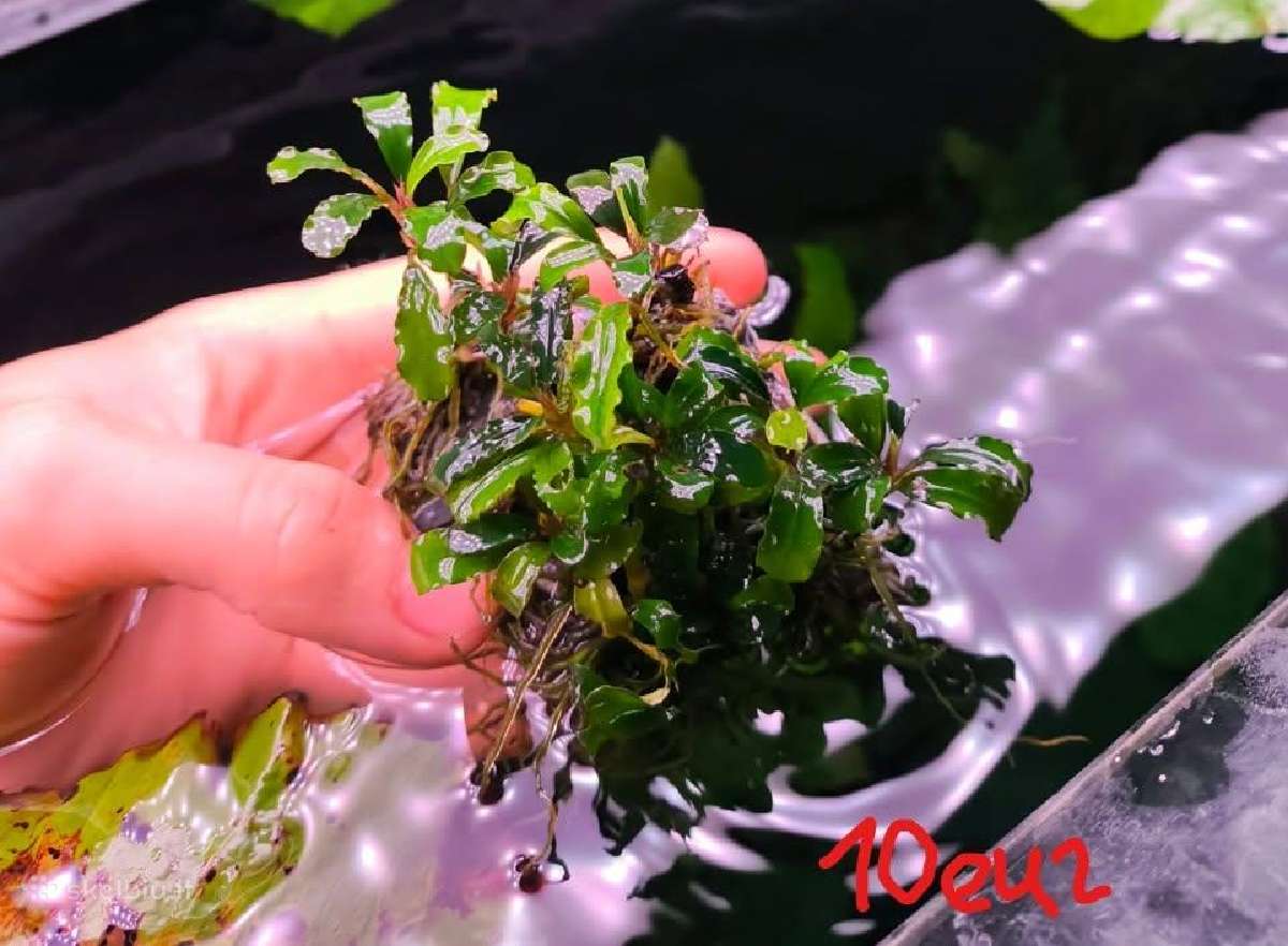 Akvariumo augalas Bucephalandra - nuotraukos Nr. 4