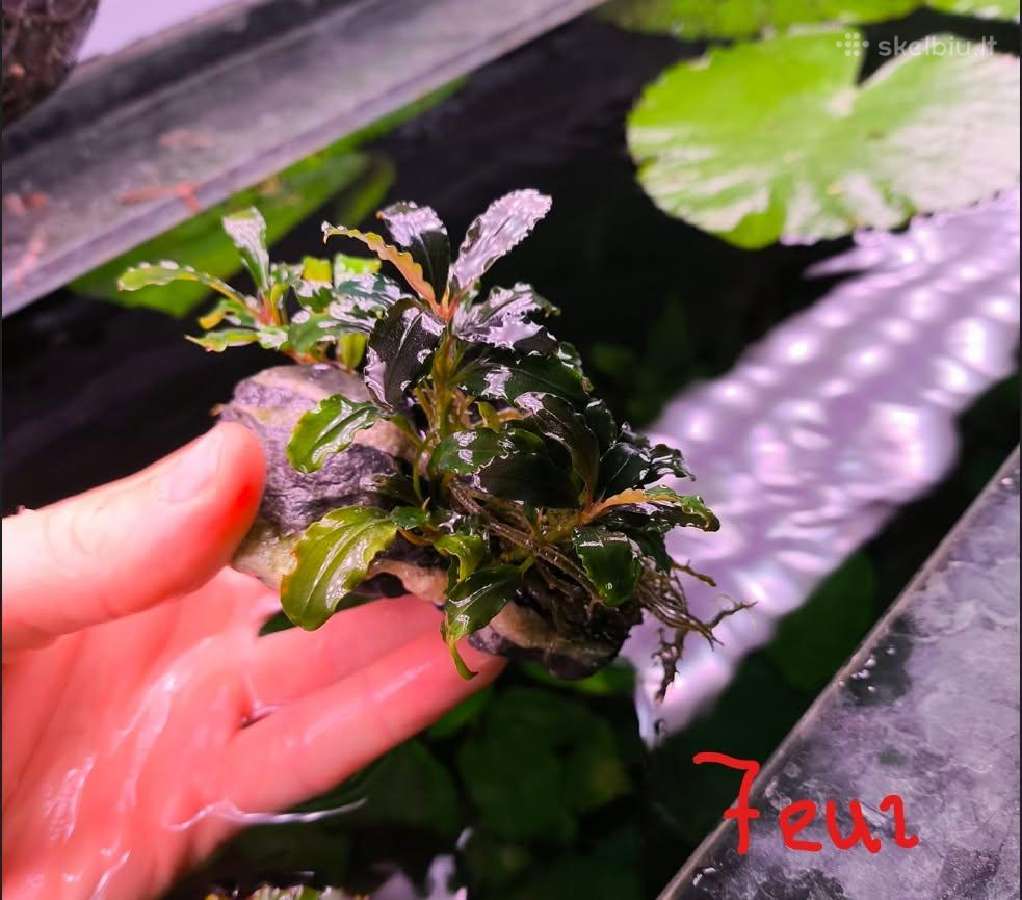 Akvariumo augalas Bucephalandra - nuotraukos Nr. 5