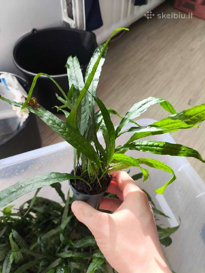 Akvariumo augalas java fern (papartis)