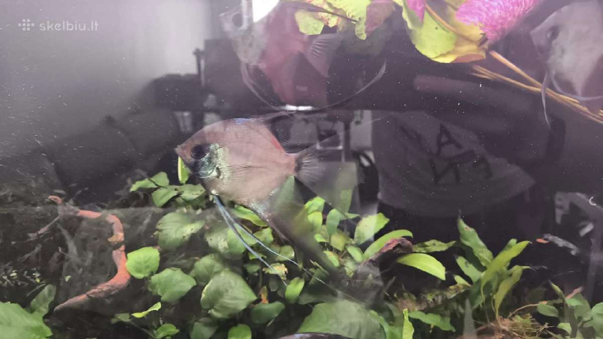 Akvariumo zuvys skaleriai