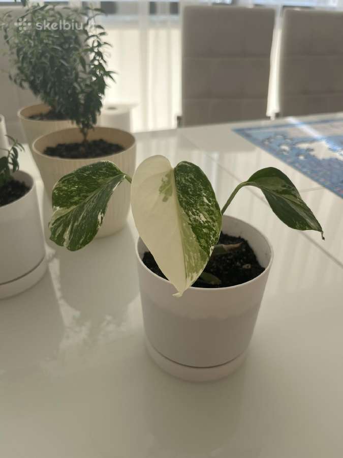 Variegatinė monstera