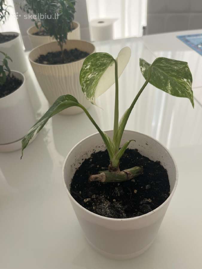 Variegatinė monstera - nuotraukos Nr. 2
