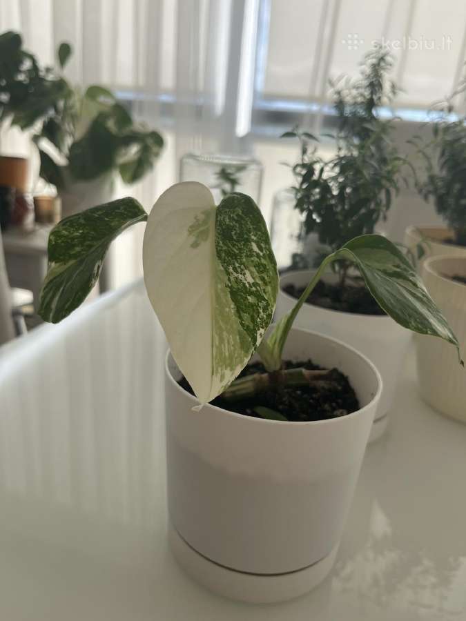 Variegatinė monstera - nuotraukos Nr. 3