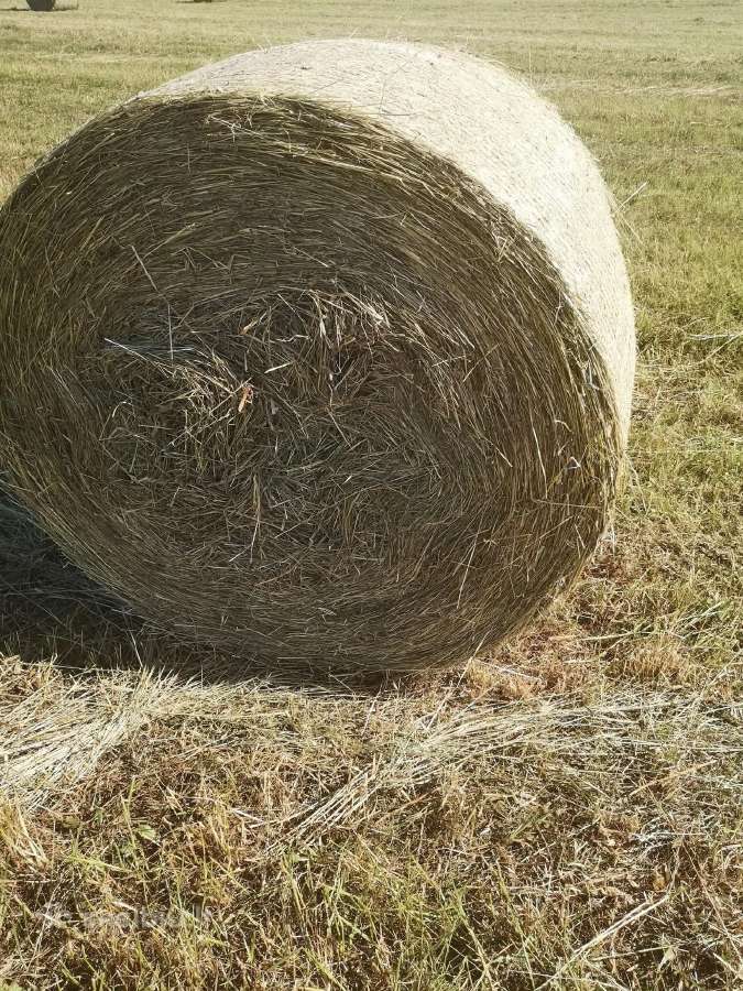 Šienas ir šienainis Kalvarijoje.
