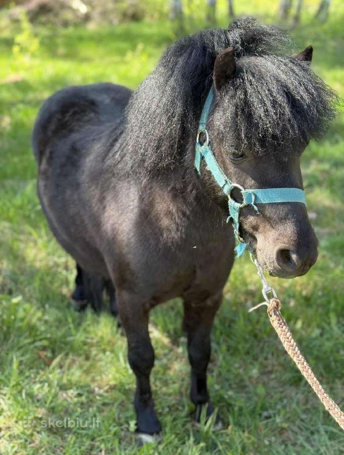 Ponis