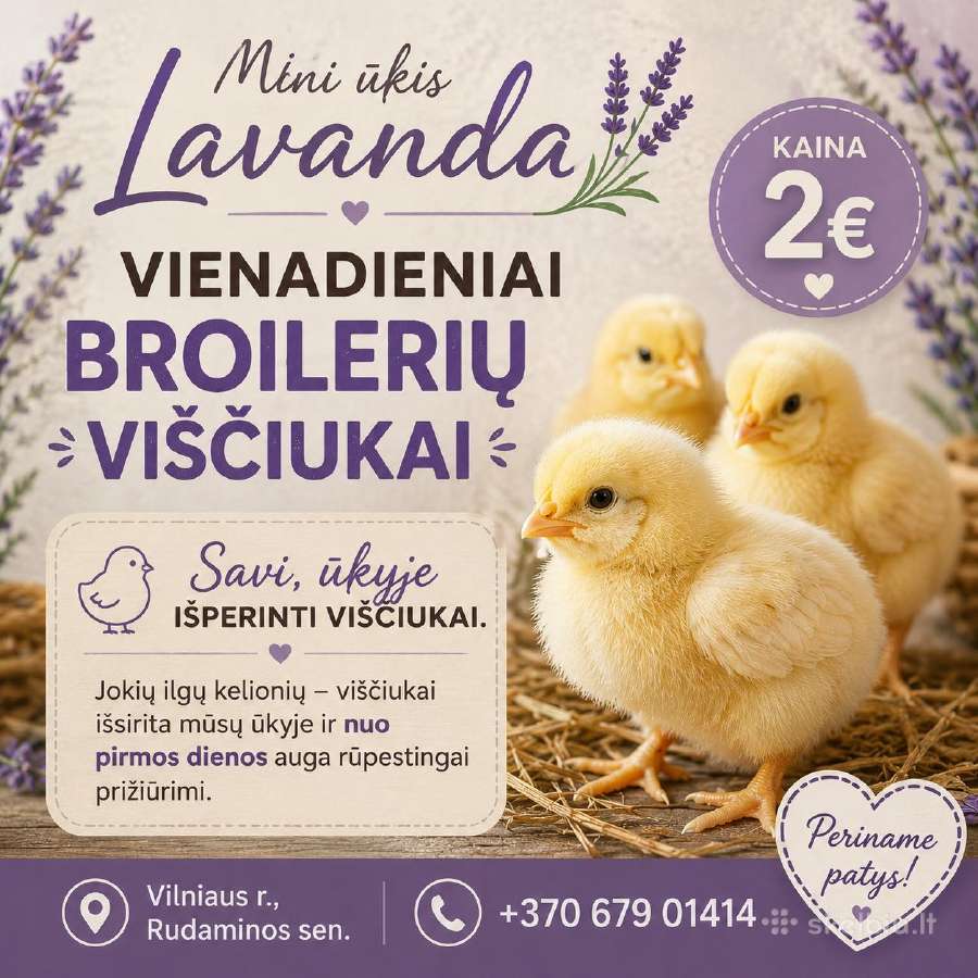 Viščiukai broileriai.