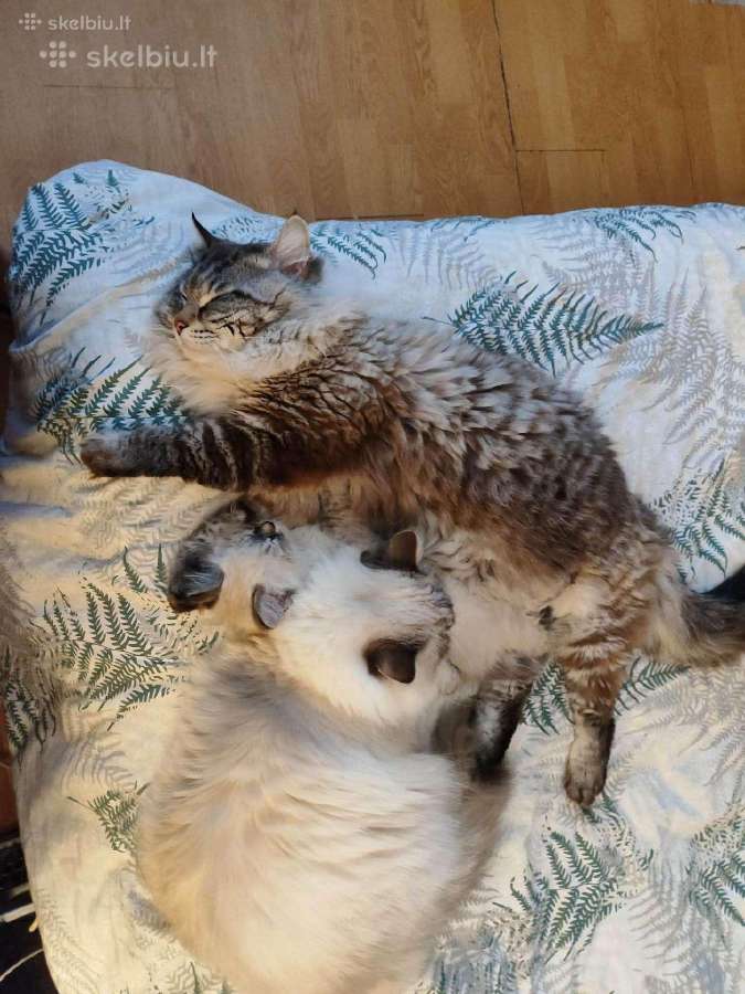 Dovanojamas Sibiro Nevosmaskarado Katinas Nekastru