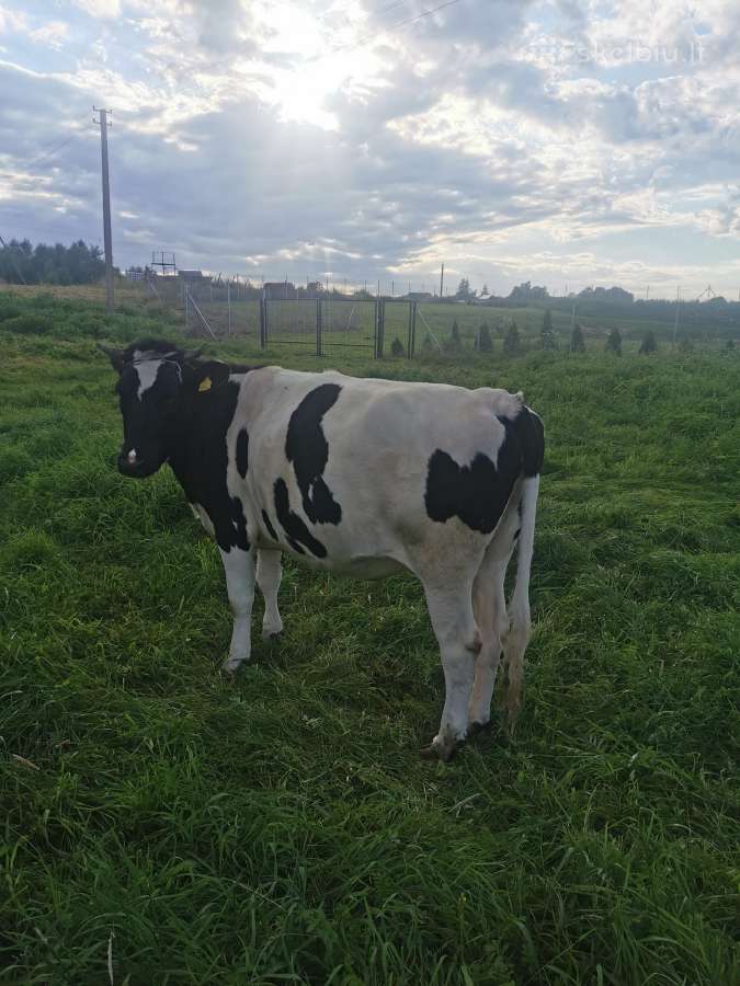 Parduodamos telyčios ir sausas šienas - nuotraukos Nr. 5