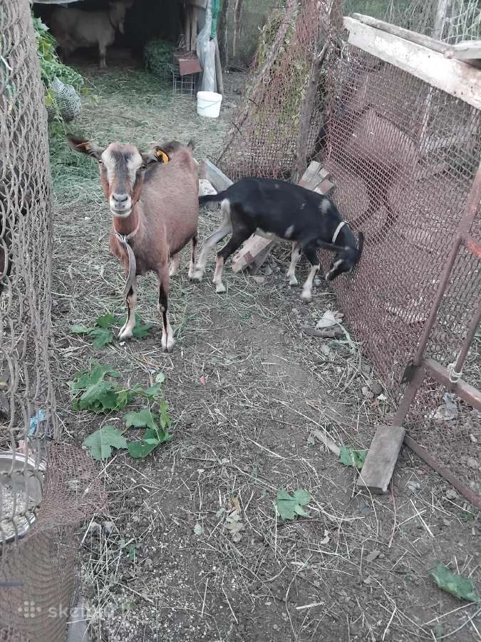 Parduodu melžiamą ožką