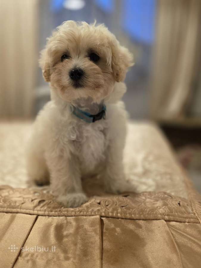 Maltipoo berniukas
