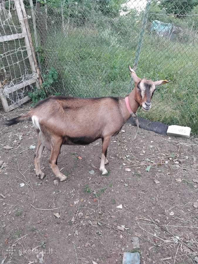 Parduodu melžiamą ožką