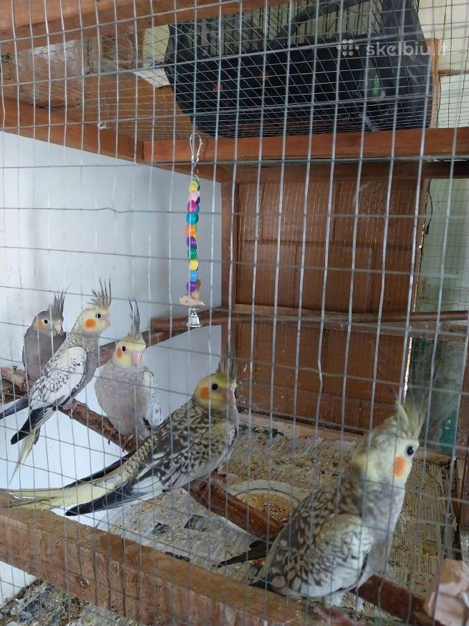 Parduodami nmfū jaunimas rankomis išmaitintas