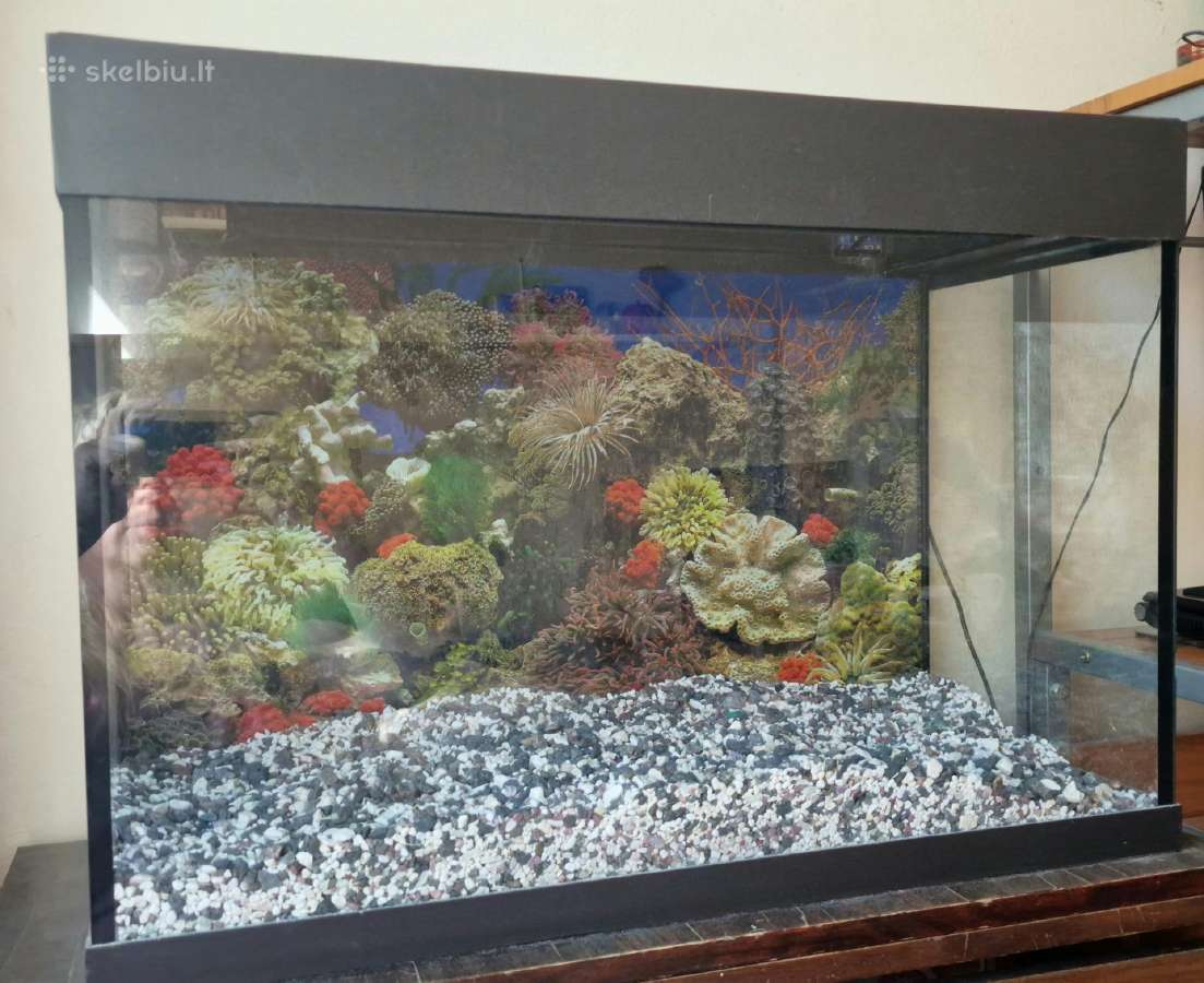 Akvariumas