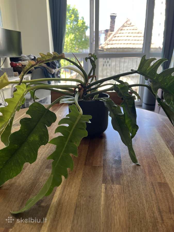 Philodendron ring of fire