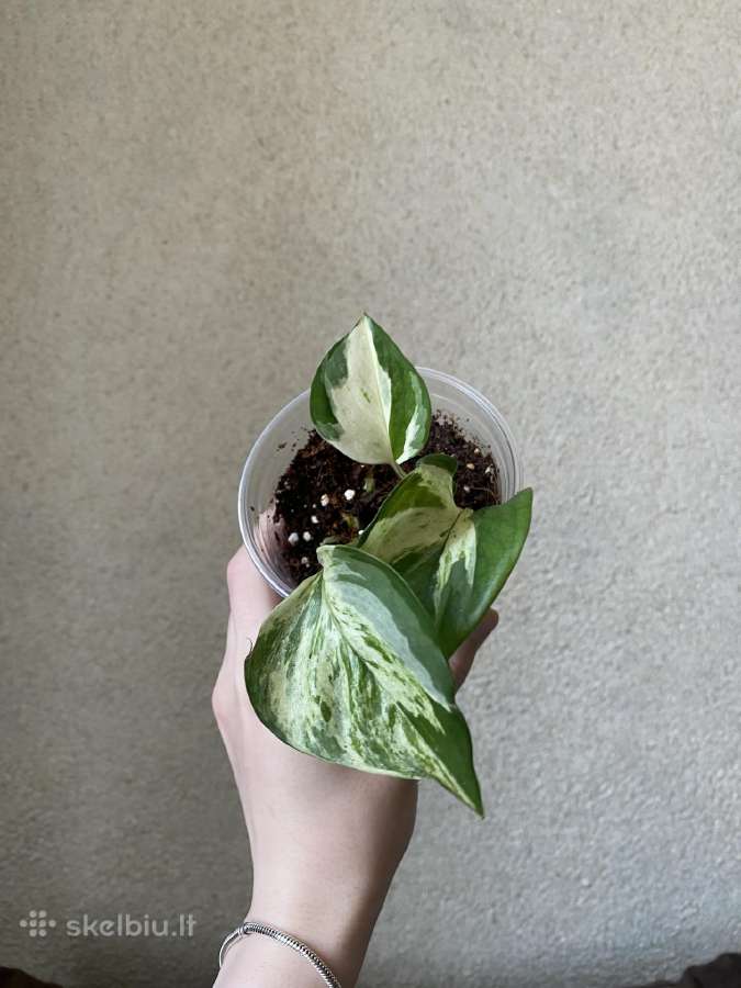 Pothos happy leaf