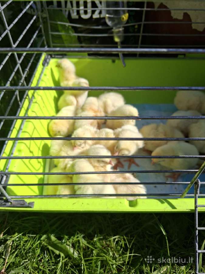Parduodami mėsiniai viščiukai