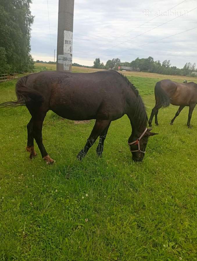 Parduodama kumelė