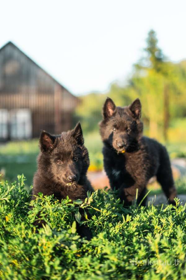 Planuojama Belgų aviganiai Griunendalių vada - nuotraukos Nr. 4