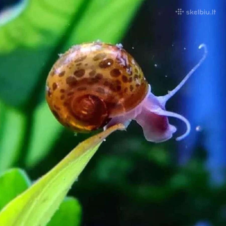 Leopard ramshorn / leopardiniai trimitininkai srai