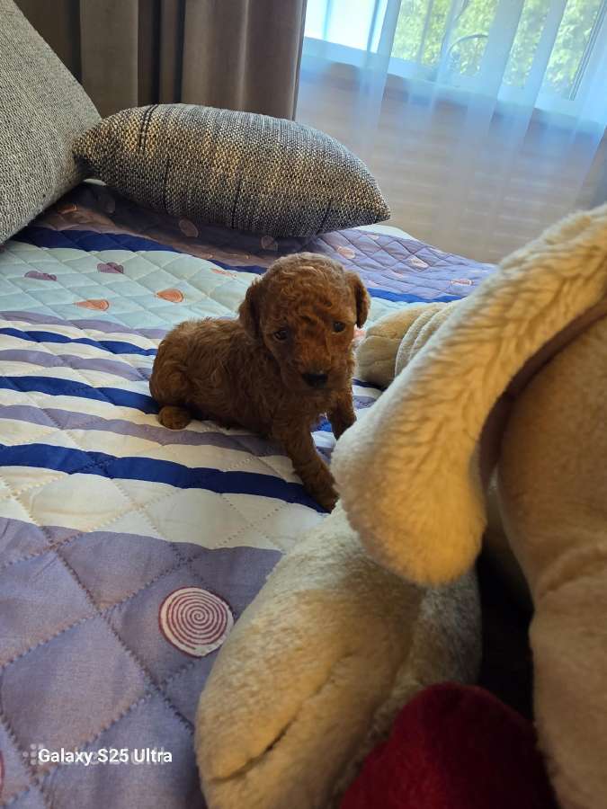 Toy pudelis