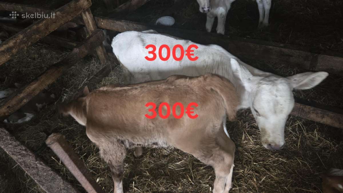 Mėsinės mišrūnės telyčaitės