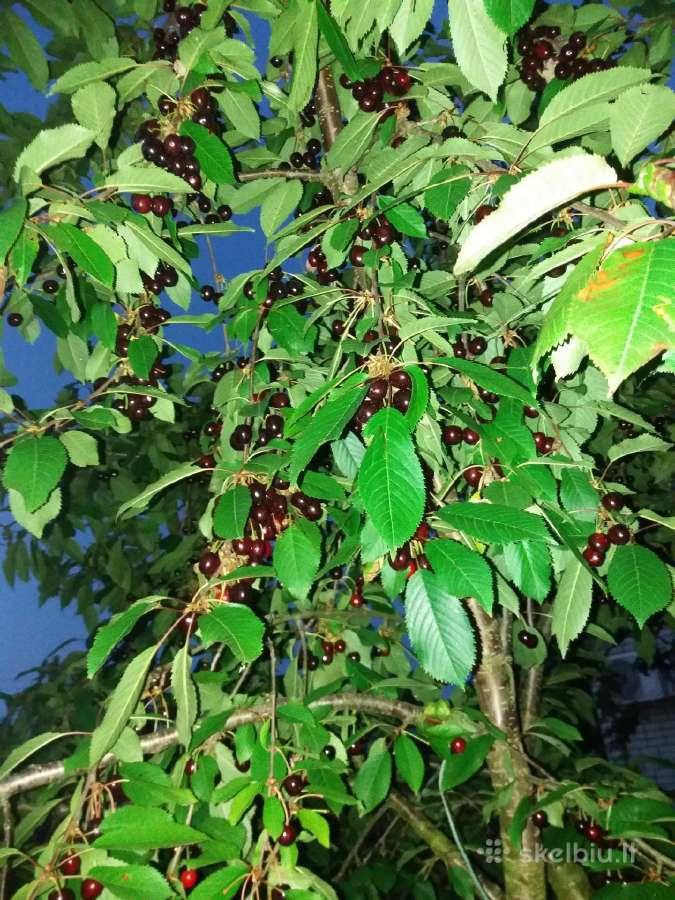 Parduodu trešnes uogas