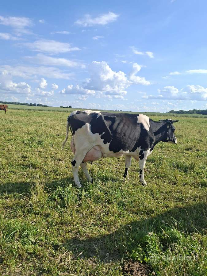 Parduodu - nuotraukos Nr. 2