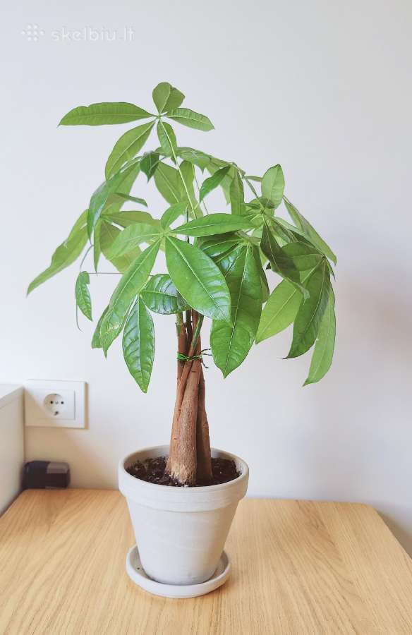 Pachira Aquatica