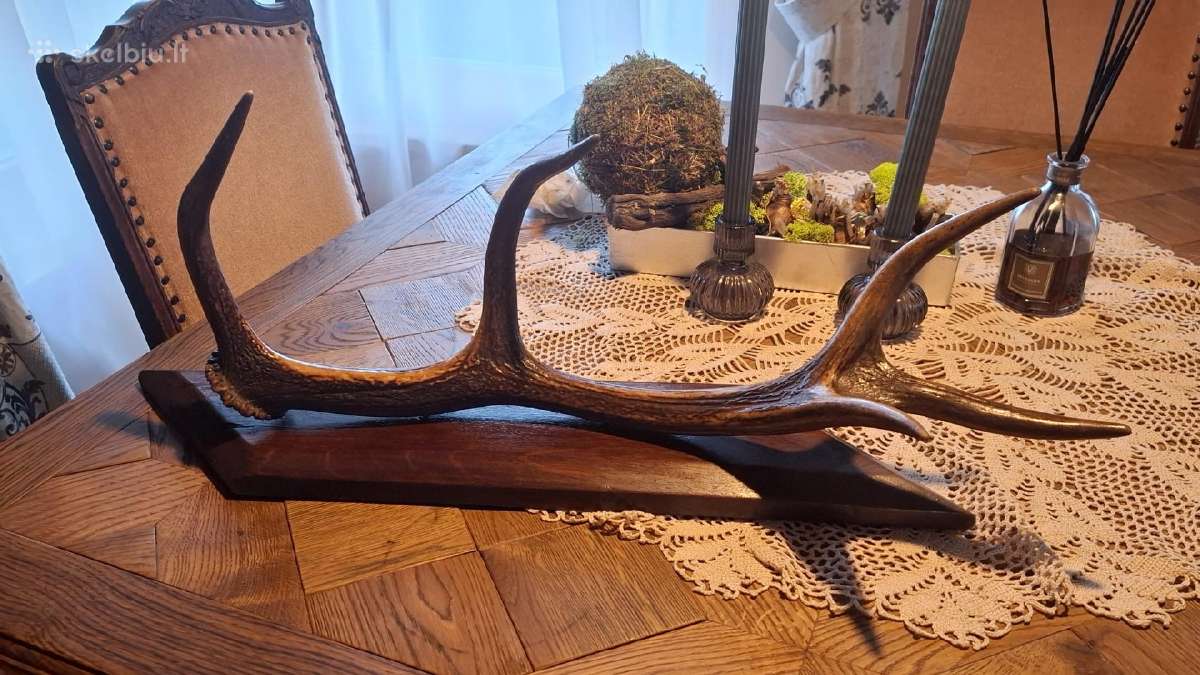 Visiškai nauji elnio ragai ant tamsaus medžio pagr