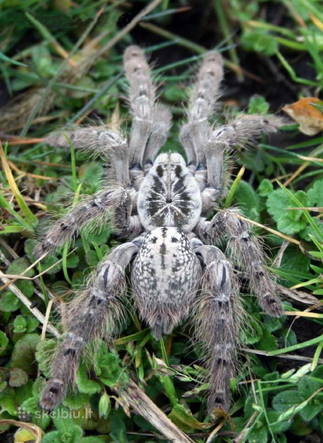 Heteroscodra maculata