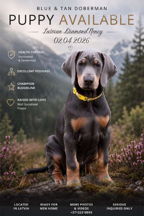 Dobermann