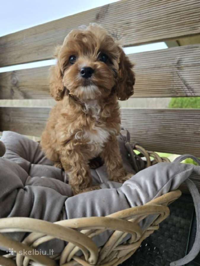 Cavapoo F1 - nuotraukos Nr. 4