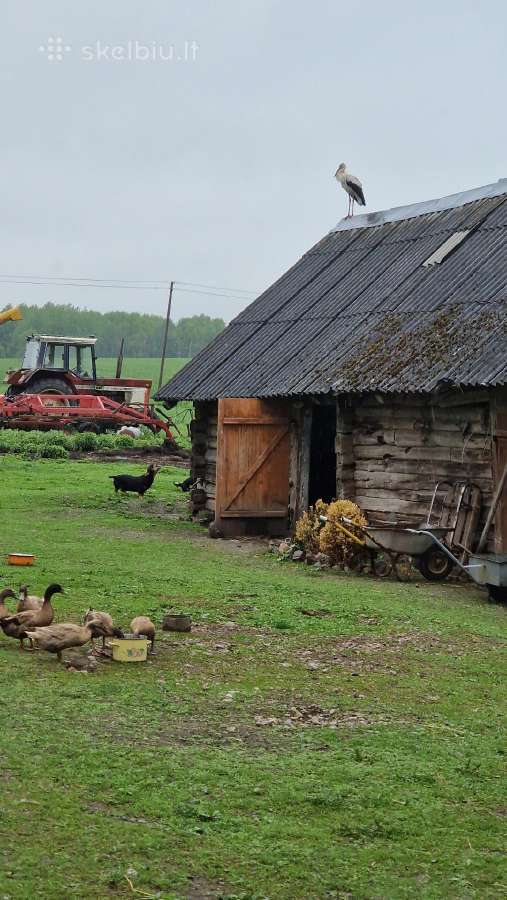Chaki campbel ančiukai, antys ,kiaušiniai.