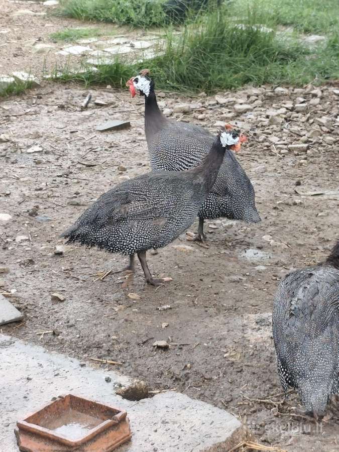 Patarškų patinėlis - nuotraukos Nr. 2