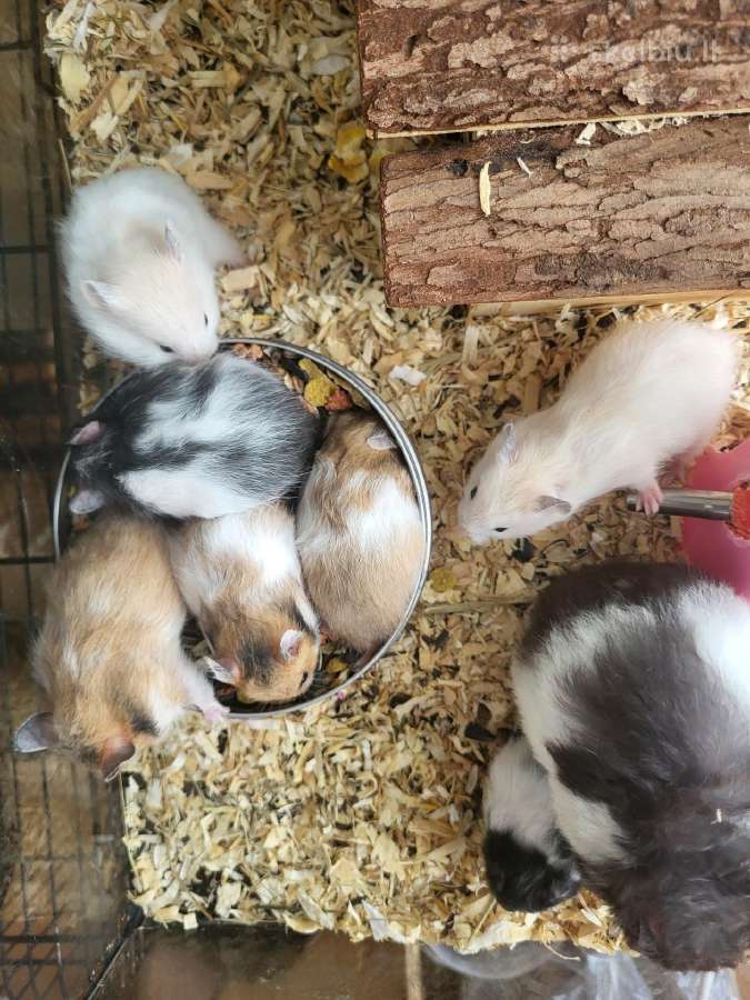 Sirijos žiurkėniukai