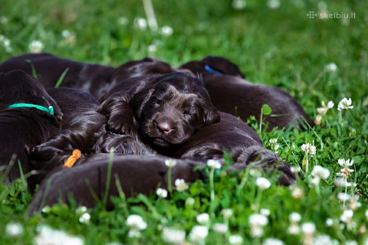 Lygiaplaukiai ir Labradoro retriveriai- Gojus - nuotraukos Nr. 19