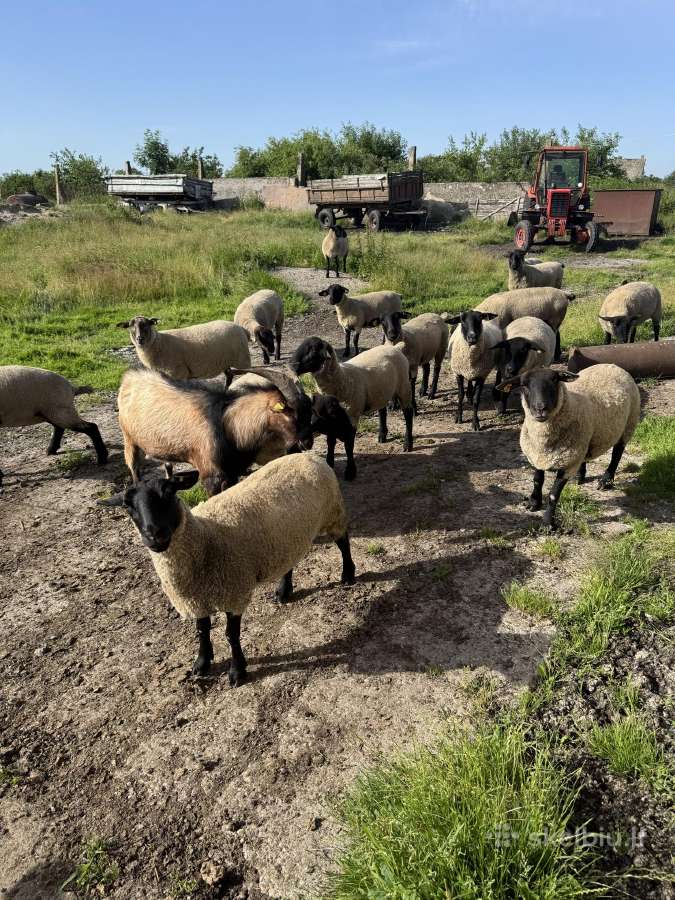 Avys Suffolk ir mišrūnai
