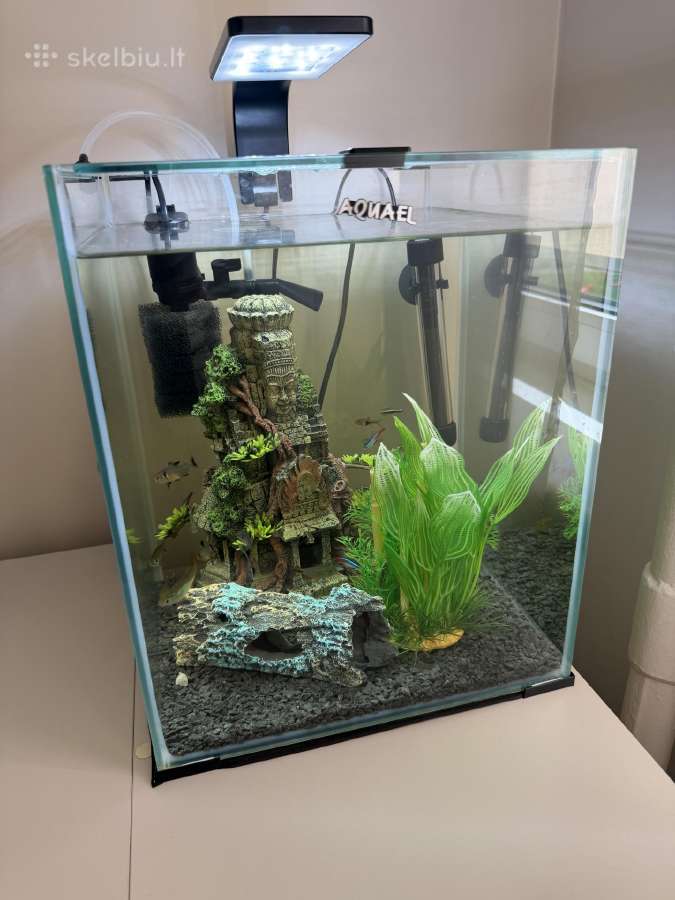 Akvariumas su priedais ir žuvytėmis