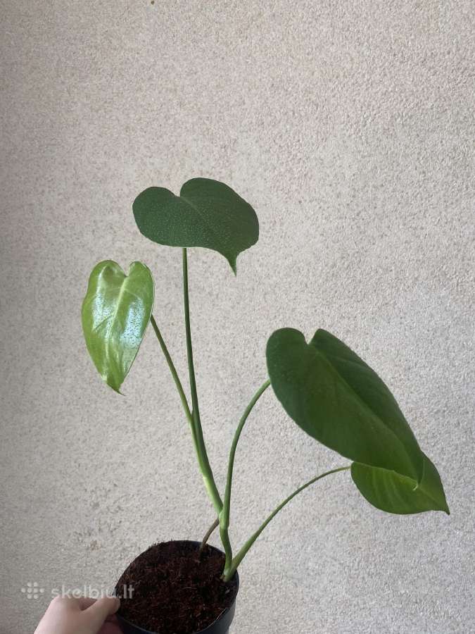 Monstera deliciosa