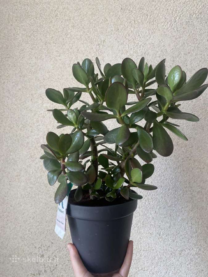Crassula
