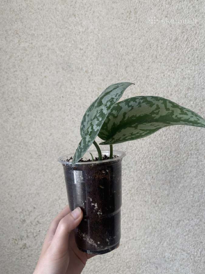 Scindapsus exotica