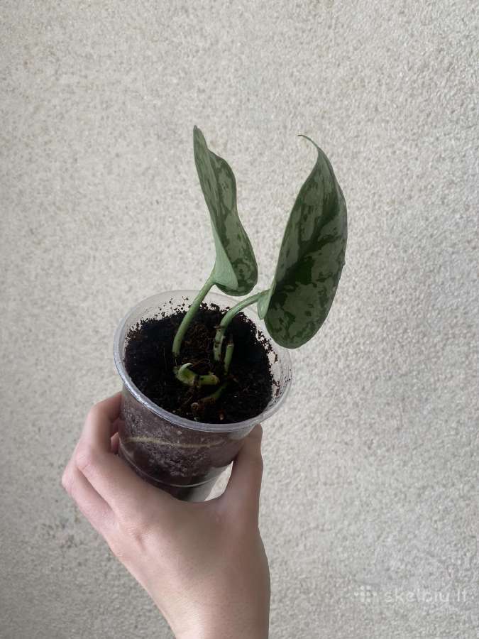 Scindapsus exotica - nuotraukos Nr. 2