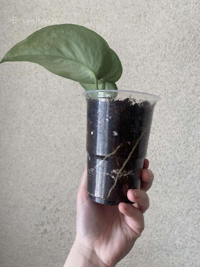 Scindapsus exotica - nuotraukos Nr. 3