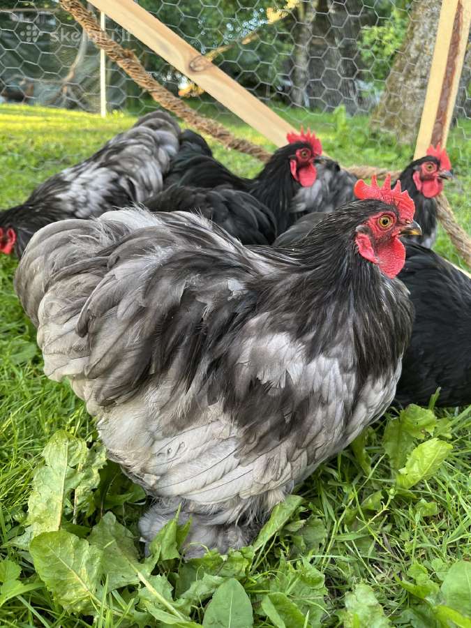 Bantaminiai kochinchinai