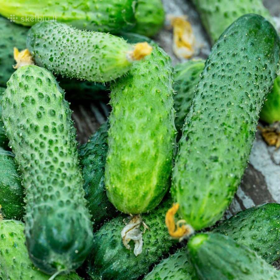 Lietuviški agurkai didmena Švieži 1,70 €/kg - nuotraukos Nr. 2
